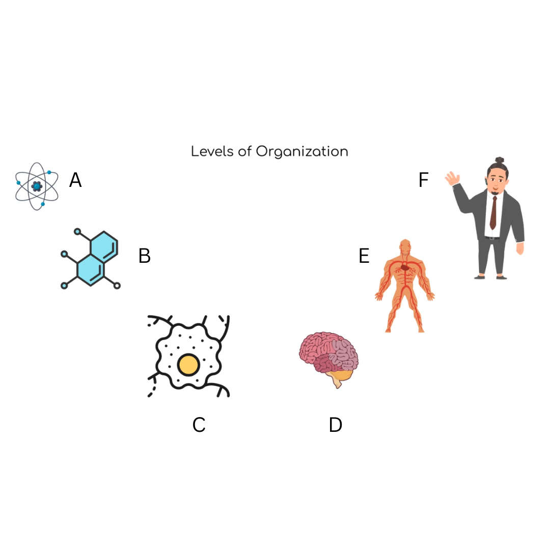<p>Organ System</p>