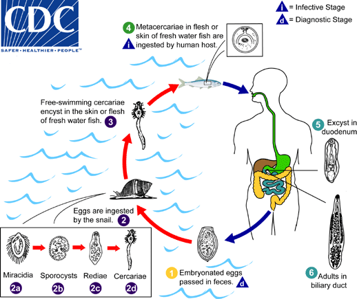 <p>Life cycle of?</p>