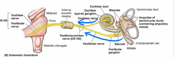 <p>CN VIII - sensory</p><p>o: pons + medulla</p><p>p: internal acoustic meatus</p><p>f: special sense: hearing + equilibrium</p>