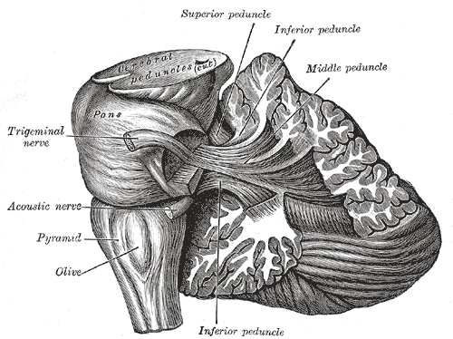 <p>cere to midbrain = superior cerebellar peduncle</p><p>cere to pons = middle cerbellular peduncle</p><p>cere to medulla = inferior cerebellar peduncle</p>