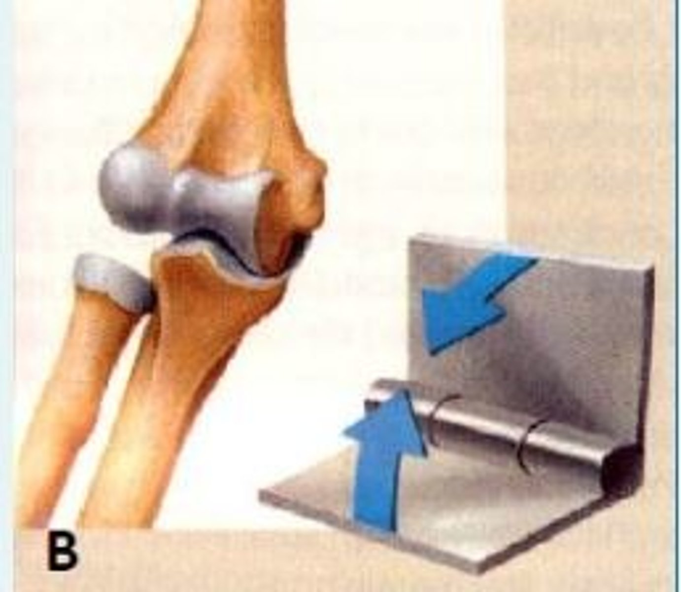 <p>Based on axis of movements; how will you classify the synovial joint shown in image B.</p>