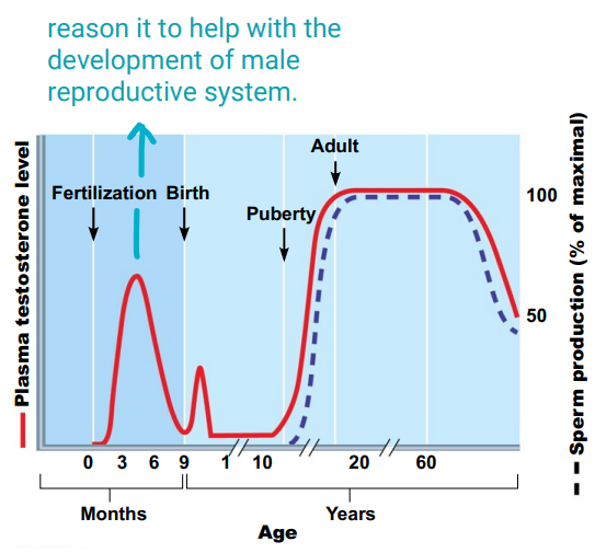 Two-thirds of the level found in adult males.
