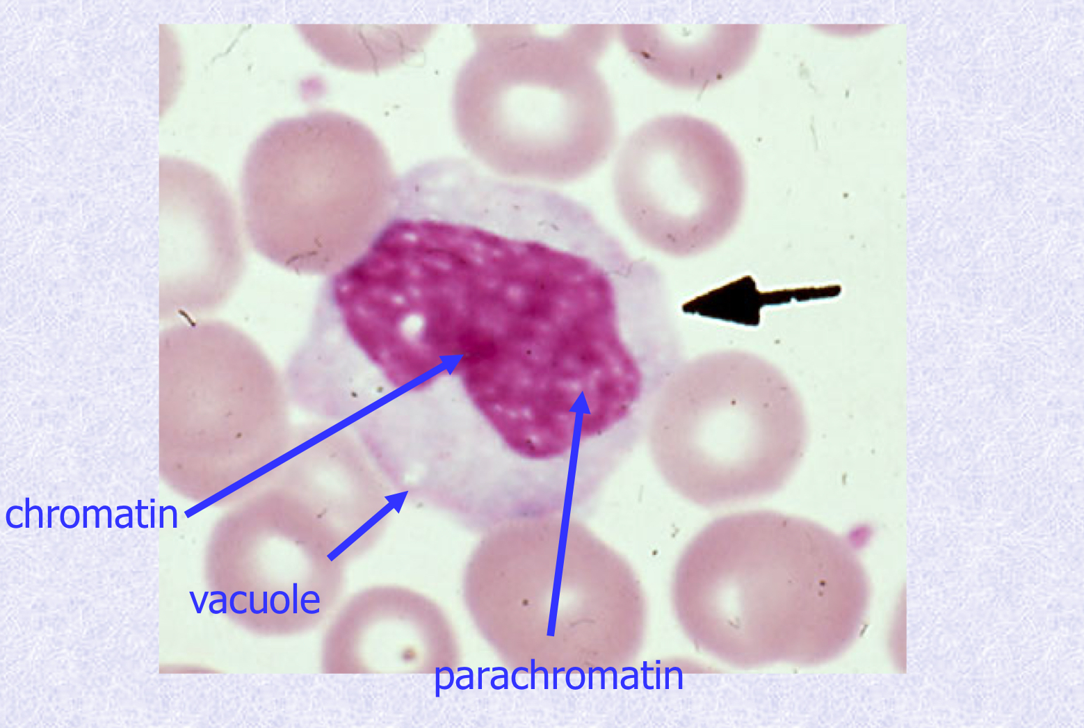<p>What cell type is shown?</p>