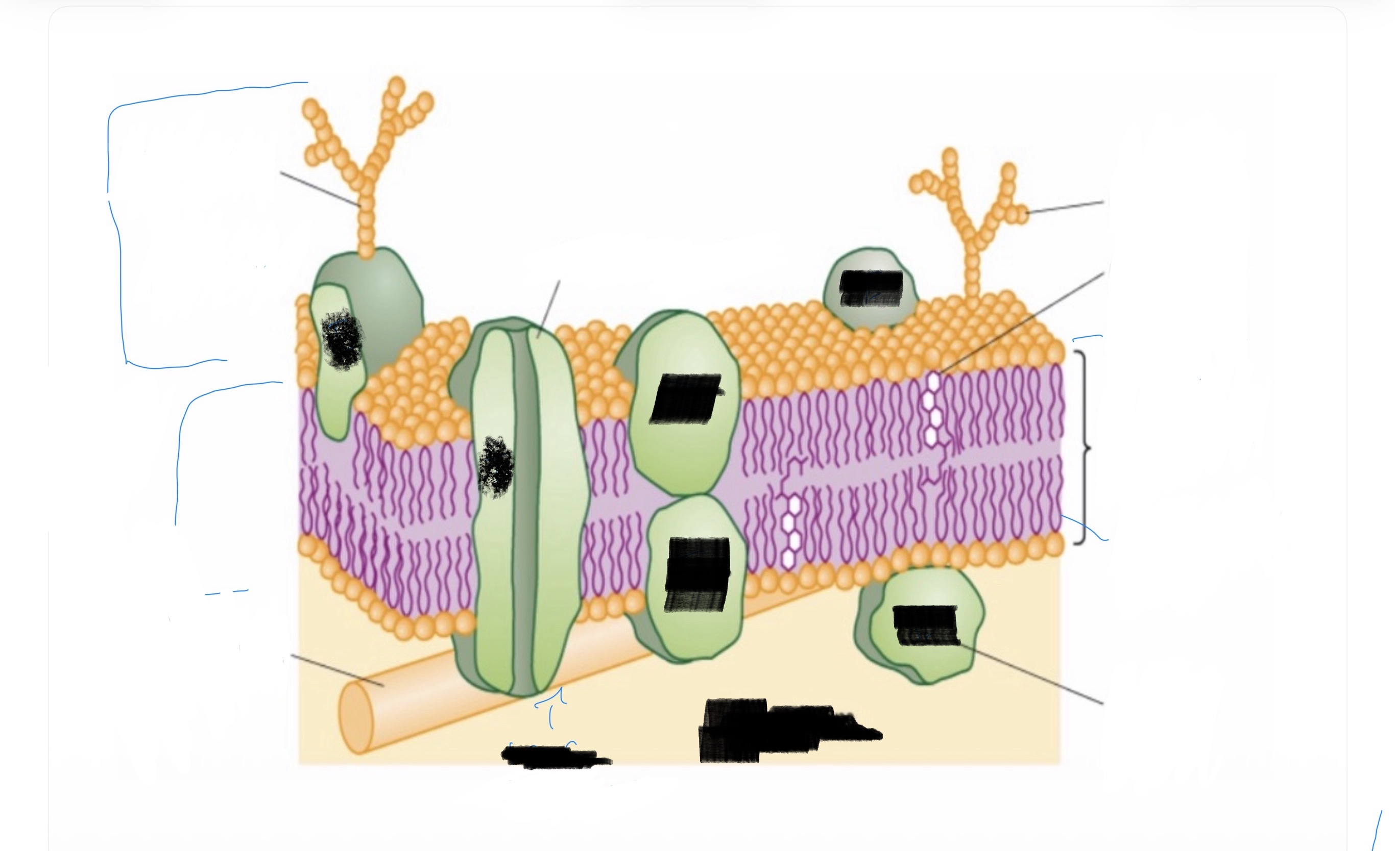 <p>Fluid mosaic model </p>