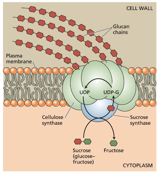 <p>What role do enzymes play in the formation of the cell wall?</p>
