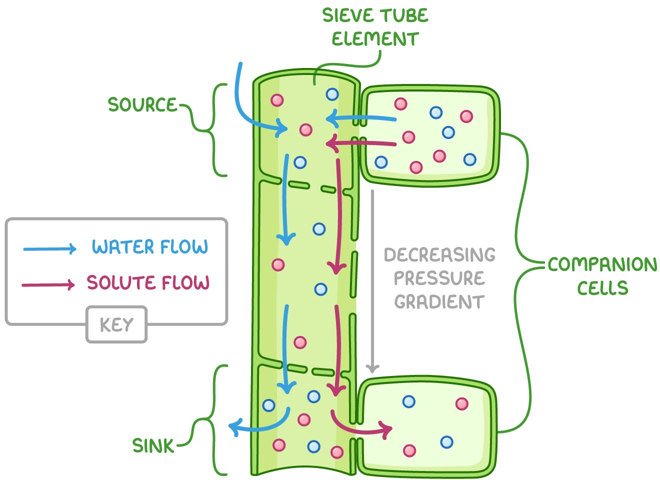 <ul><li><p>at the source, solutes like sucrose are actively loaded into sieve tube elements from companion cells</p></li><li><p>this decreases ψ in sieve tube elements so water osmoses into the sieve tube elements from xylem and companion cells</p></li><li><p>this increases hydrostatic pressure in the sieve tube elements at the source</p></li><li><p>at the sink, solutes are actively removed from the sieve tube elements at the sink</p></li><li><p>this increases ψ in sieve tube elements so water osmoses out of the phloem </p></li><li><p>this decreases the hydrostatic pressure at the sink</p></li><li><p>this creates a pressure gradient, pushing solutes from the source to areas of lower pressure at the sink by mass transport</p></li><li><p>at the sink, solutes are actively loaded from the sieve tube element to companion cells, before diffusing into sink cells to be used (e.g. in respiration)</p></li></ul><p></p>