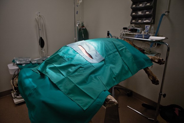 <p>surgical drapes</p>