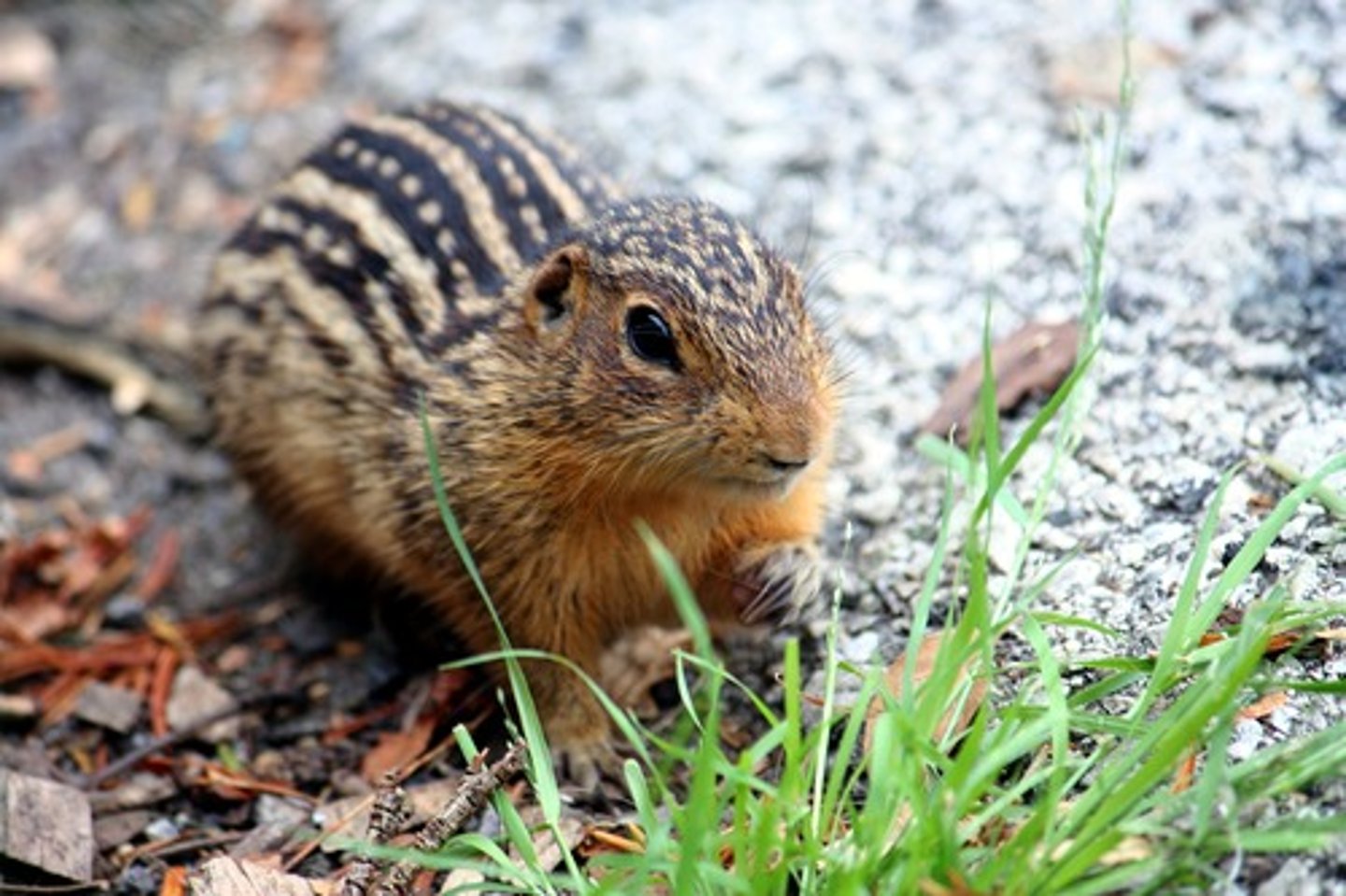 <p>Thirteen-lined ground squirrel</p>