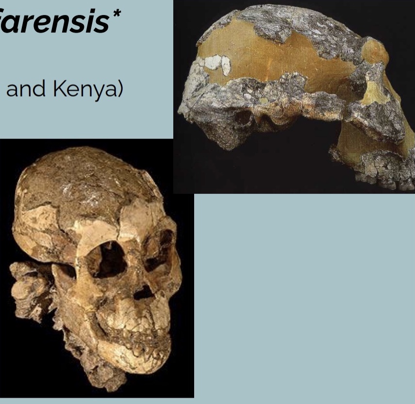 <p>Australopithecus afarensis</p>