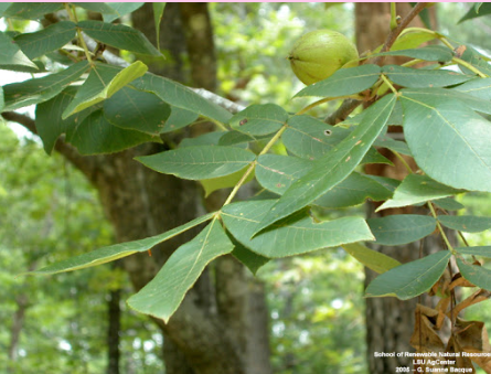 <p>Hickories like this exotic species are poor mast producers</p><p>True or False</p><p></p>