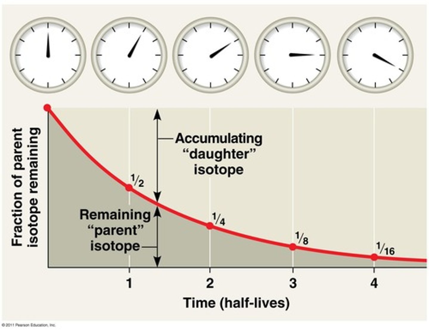 <p>Measures decay of radioactive isotopes to date fossils.</p>