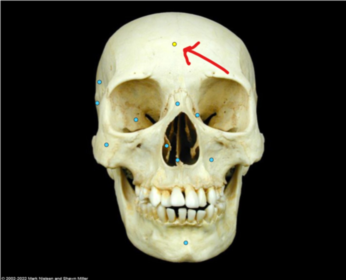 knowt flashcard image