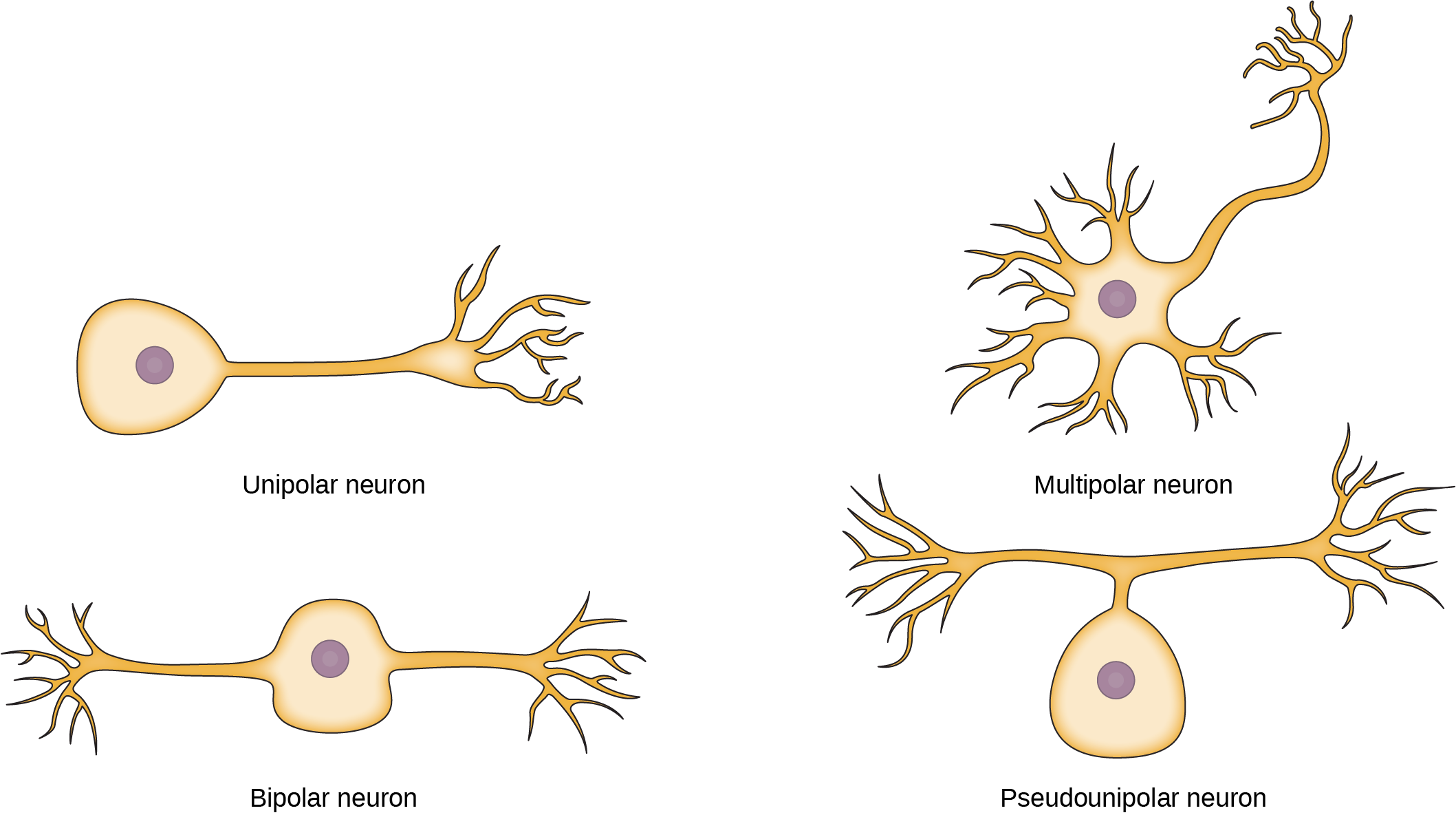 <p>One axon and one dendrite</p><p>Eyes and nose</p>