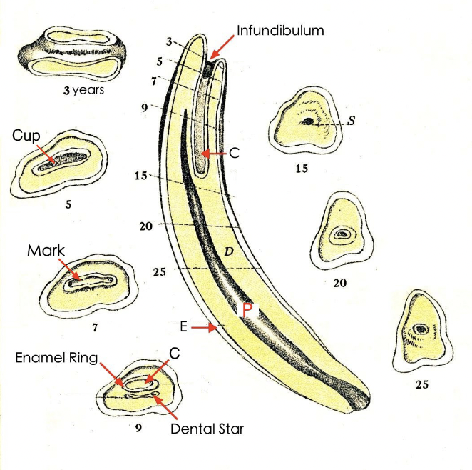 <p>P - Includes blood and lymphatic vessels and nerves</p>