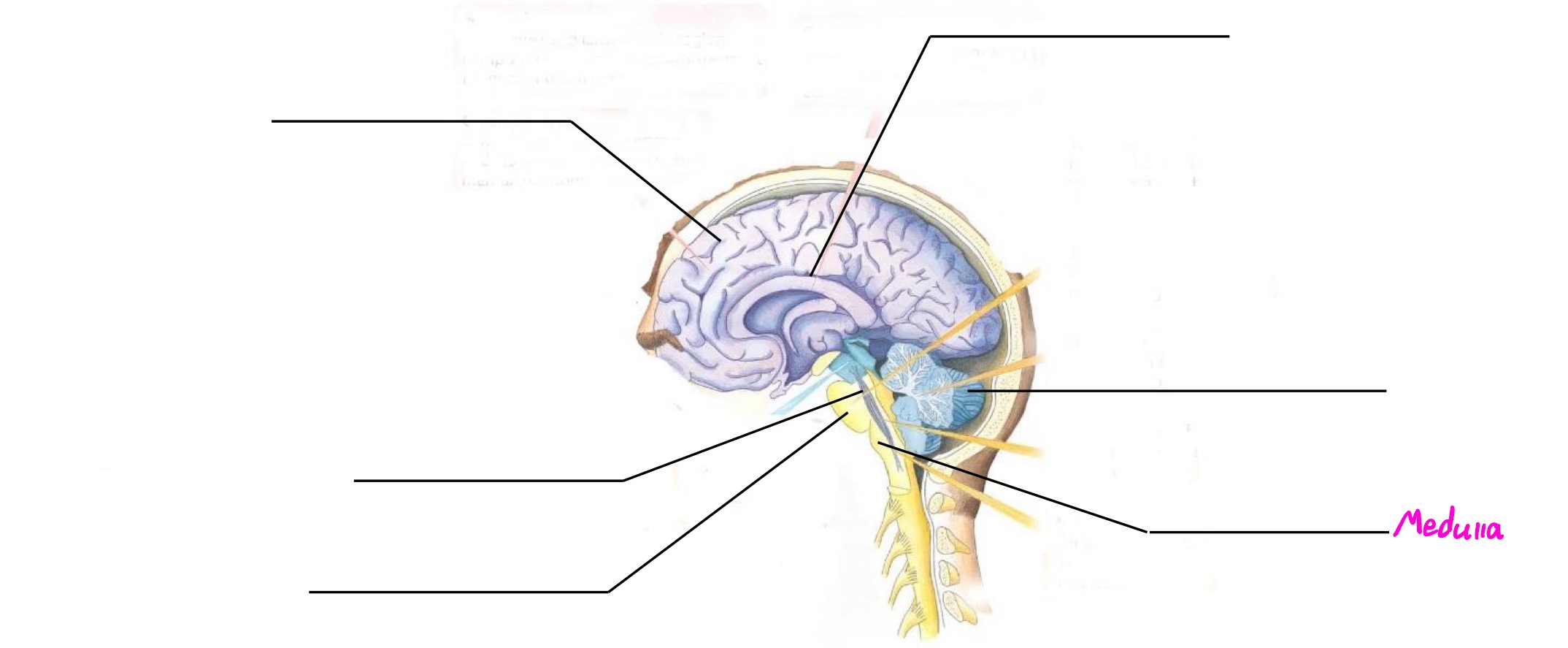 <p>Part of hindbrain; deals with vital life functions (breathing, heartbeat, etc.)</p>