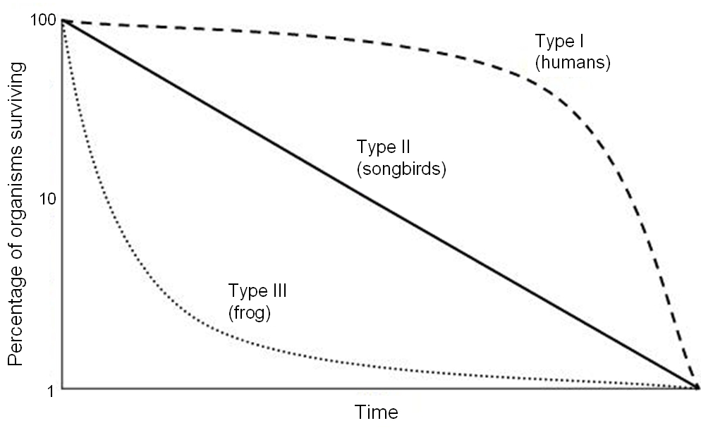 <p>This curve is typical of invertebrates, fish, amphibians, and plants. These organisms have large numbers of offspring, or produce many eggs or seeds. Many of the offspring will die from predation, but a few will survive to adulthood.</p>