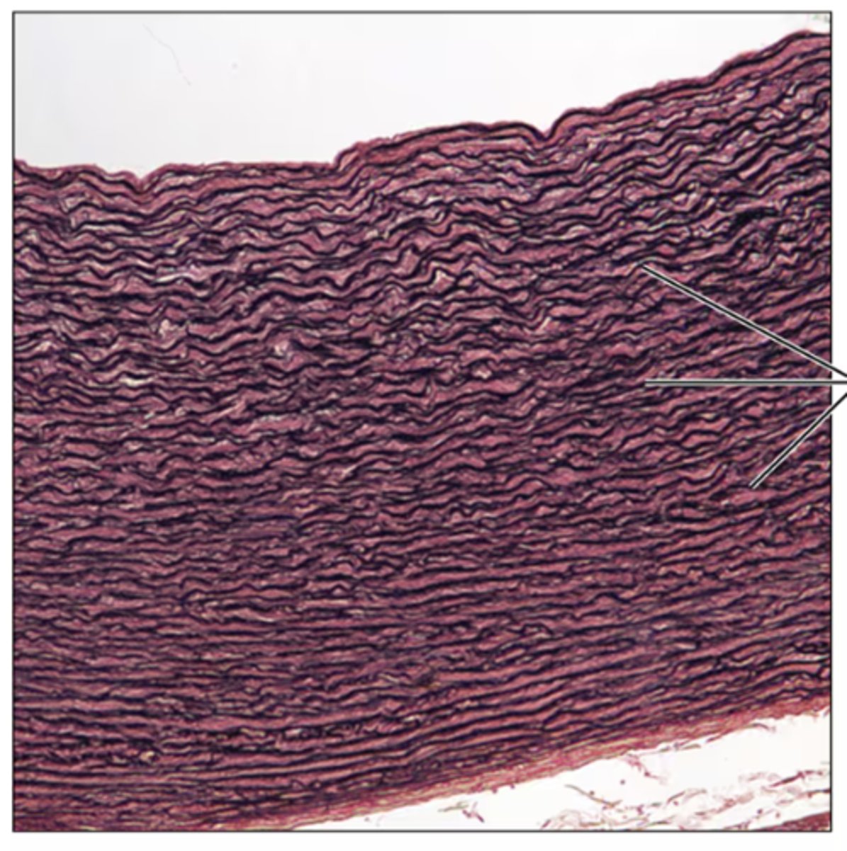 <p>Identify the tissue.</p>