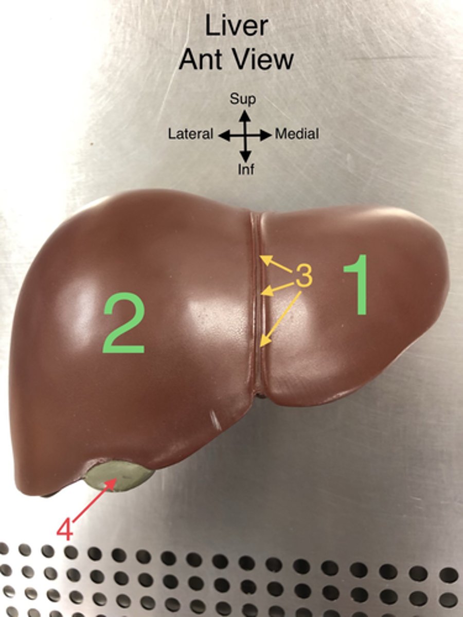 <p>10. The duct that carries bile from the gallbladder and liver to the duodenum.</p>