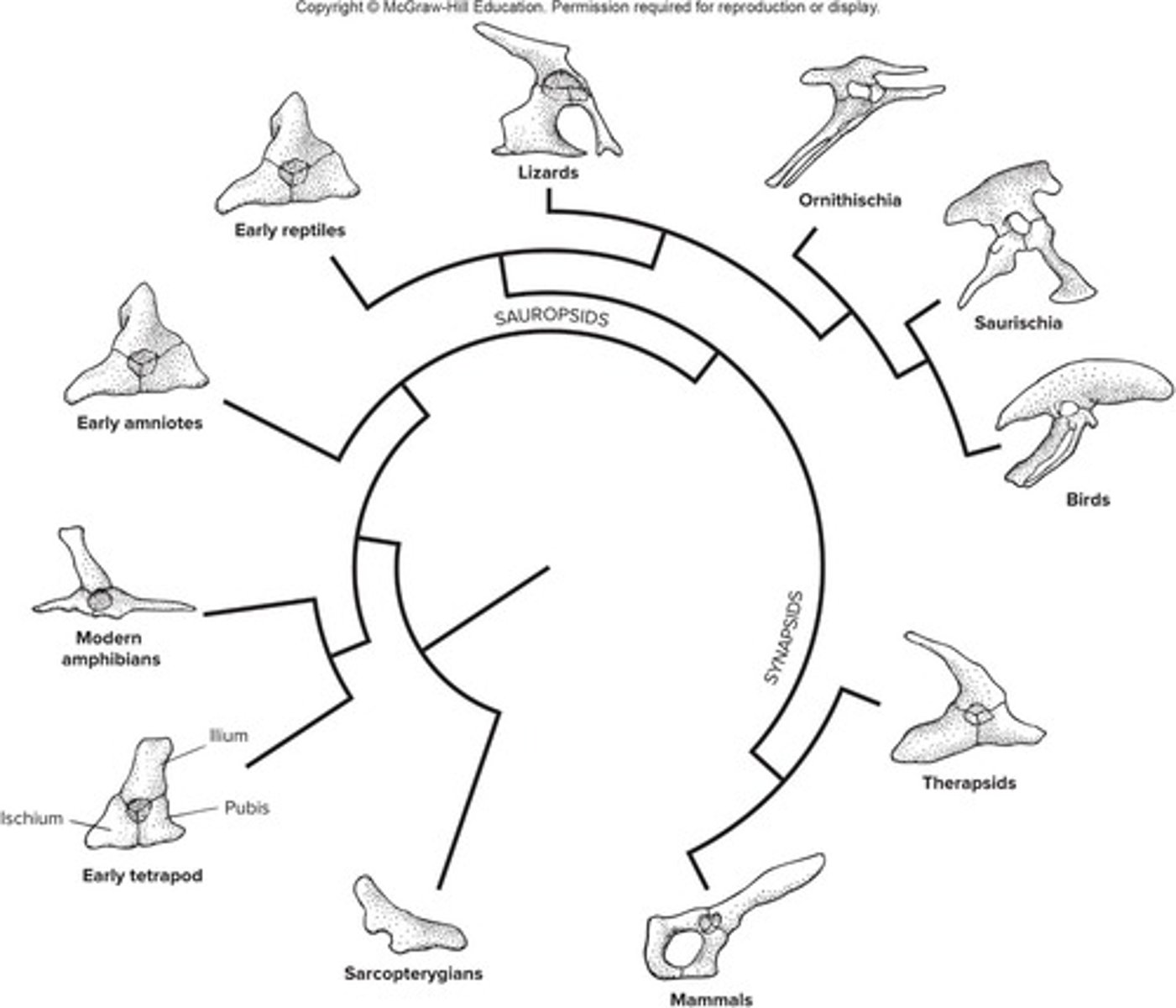 <p>It evolved from a single element in late fishes to three distinct bones in tetrapods.</p>