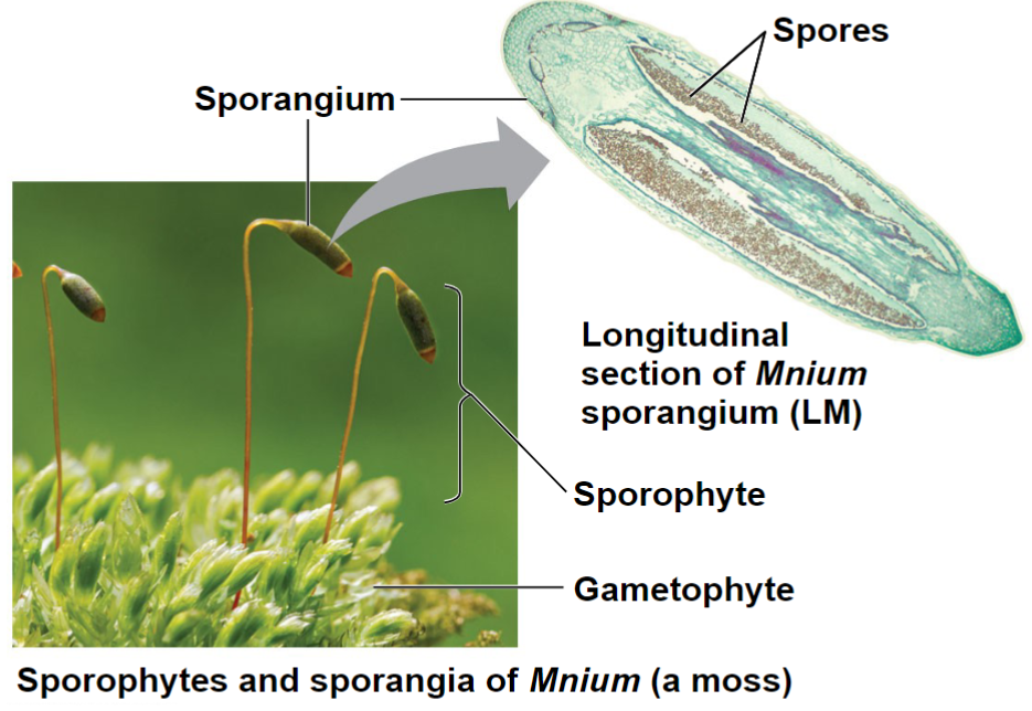 <p>Sporangia- stage of the plant life cycle with multicellular organs</p><p>Spores- Produced by sporangia</p>
