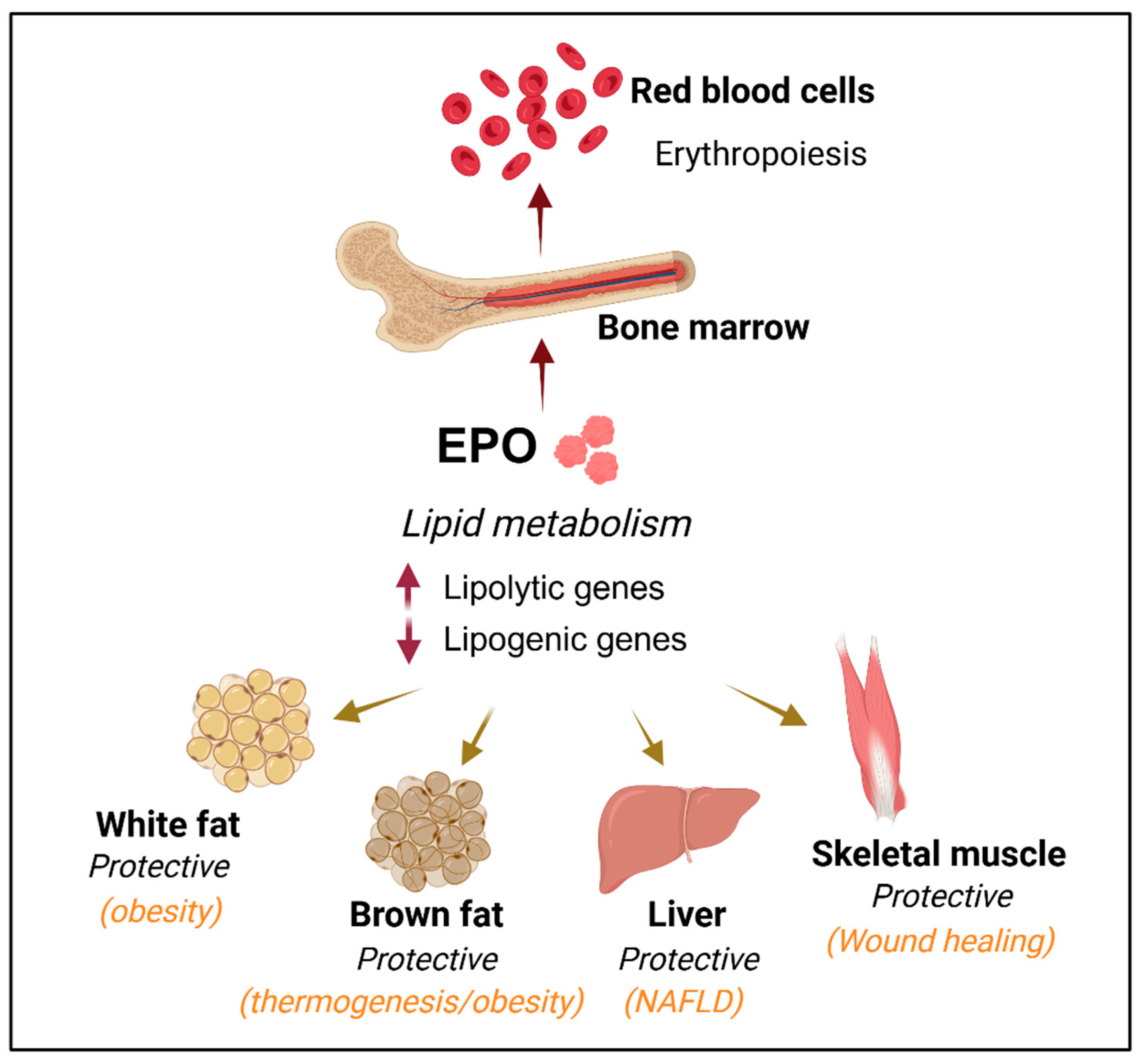 <p>What controls Erythropoiesis? (tells it to make more or not make) </p>