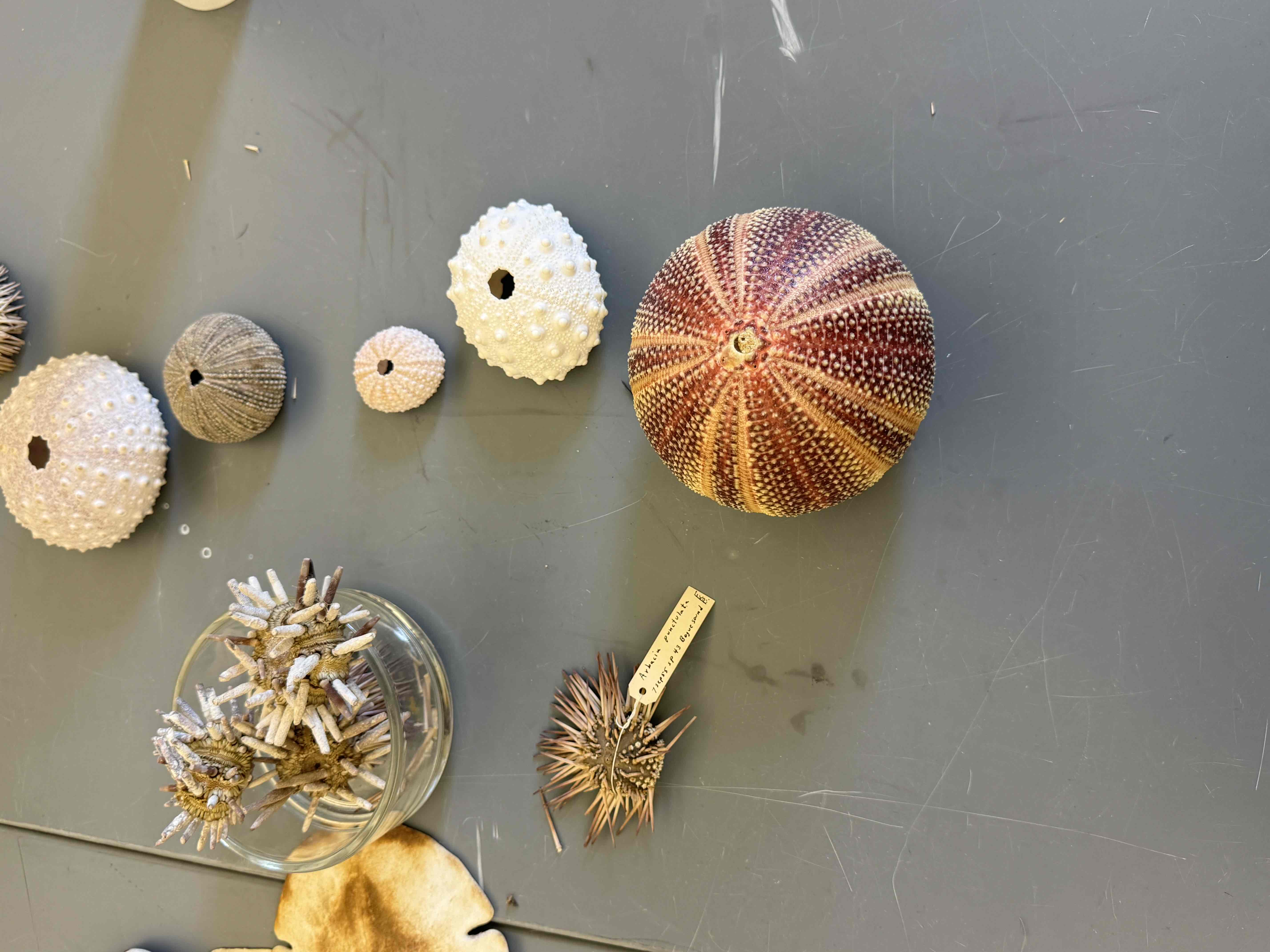 <p>Class Echinoidea: sea urchins (Regular) and sand dollars (irregular)</p>