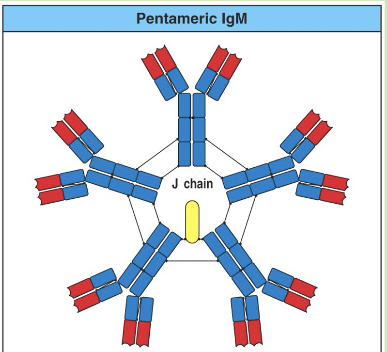 <p>First antibody produced in an immune response</p><p>Doesn’t bind antigen very well (‘low affinity’)</p><p>Makes up for it by forming pentamers, which are held together by a joining (‘j’) chain</p><p>As immune responses progress, the IgM response switches to other antibody isotypes</p>