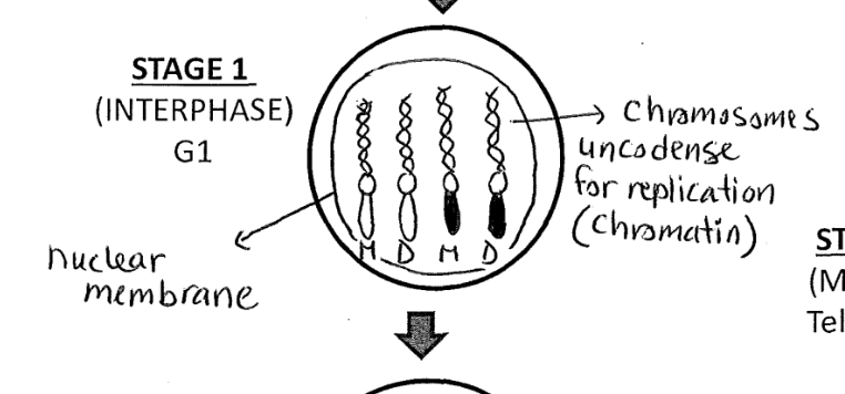 <p>growth 1 (G1): cell grows and become very large to help prepare to divide in half </p><p>chromosome have been unwound for duplication (unwound chromosome called CHROMATIN)</p>