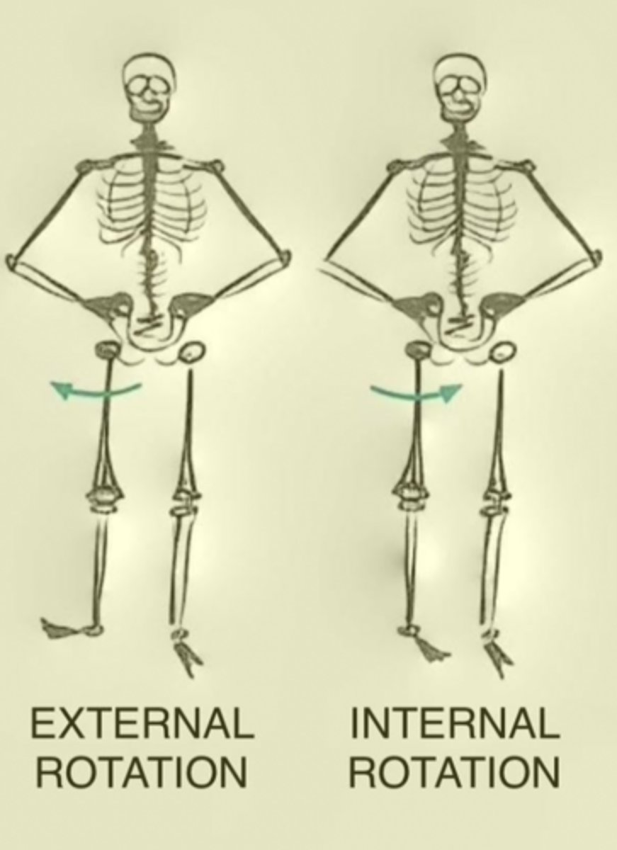 <p>Movement of a body segment around its own longitudinal axis</p>