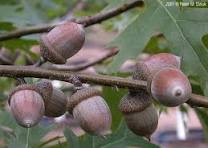 <p><span>Acorn: cup shallow, scales tight, nut large and barrel shaped.</span></p>
