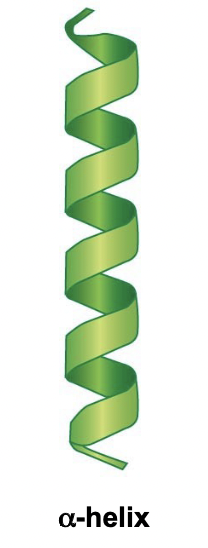 <ul><li><p>A very stable straight rod</p></li><li><p>Occurs due to a H-O bond of every fourth amino acid</p></li><li><p>One “turn” of the helix is 3.6 amino acids</p></li><li><p>Side chains not yet involved, they point outwards, away from helix</p></li></ul>