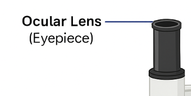 <p>ocular lens</p>