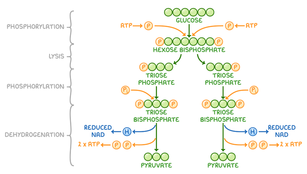 <p><span style="background-color: transparent;"><span>1. </span><strong><span>Phosphorylation </span></strong><span>= 2x ATP molecules donate a phosphate group, through ATP hydrolysis, to glucose forming hexose bisphosphate (which has 6carbons and two phosphates)</span></span></p><p><span style="background-color: transparent;"><span>2. </span><strong><span>Lysis </span></strong><span>= Hexose bisphosphate splits in two to form 2x TP molecules (triose phosphate)</span></span></p><p><span style="background-color: transparent;"><span>3. </span><strong><span>Phosphorylation </span></strong><span>= A free inorganic phosphate group is added to each TP molecule forming triose bisphosphate&nbsp;</span></span></p><p><span style="background-color: transparent;"><span>4. </span><strong><span>Oxidation/ Dehydrogenation &amp; synthesis of ATP</span></strong><span> = From each TB molecule: a hydrogen is removed which forms 2x reduced NAD &amp; both phosphate groups are removed forming 4x ATP through substrate-level phosphorylation to produce end product&nbsp;pyruvate&nbsp;</span></span></p><p><br></p>