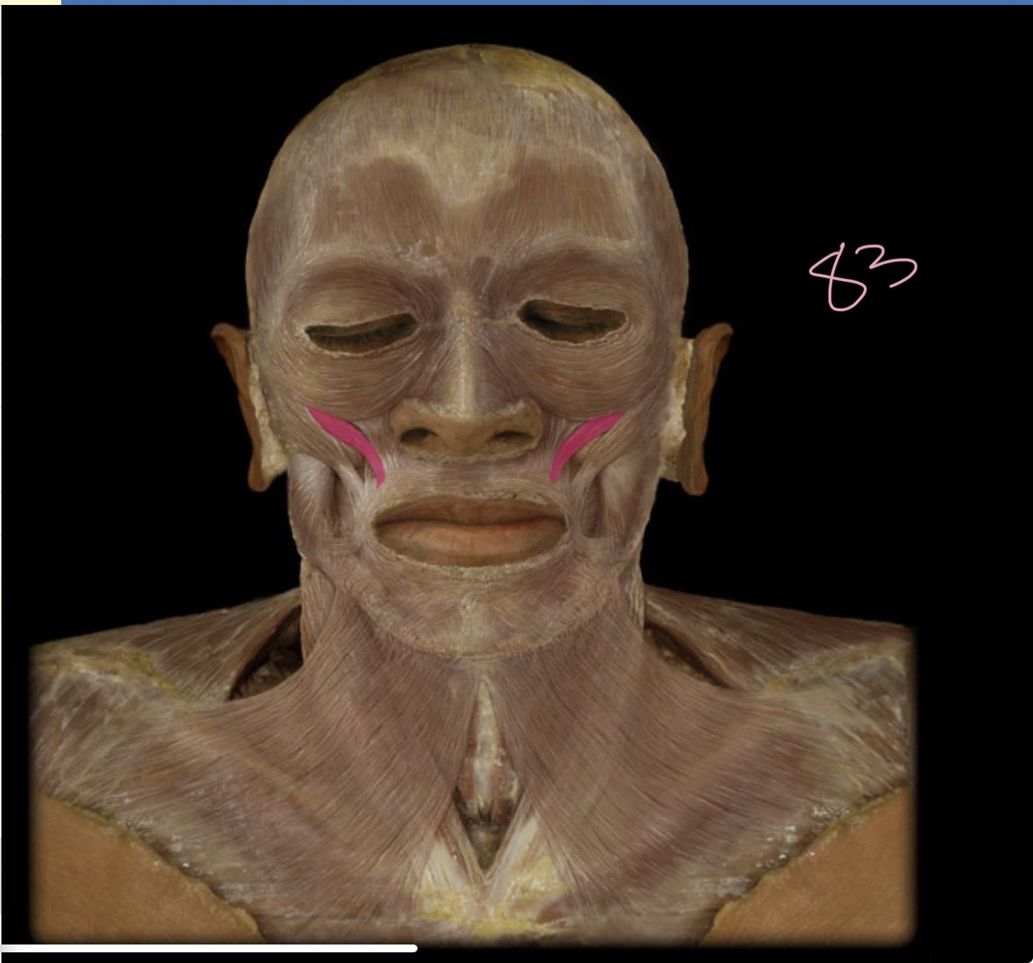 <p>Zygomaticus minor</p>