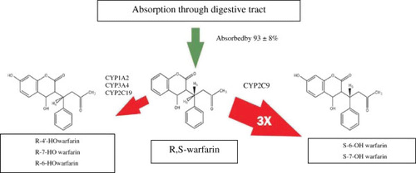 <p>Racemic mixture of two enantiomers, both of which undergo metabolism in the liver</p><p>S-warfarin (3-5x more pharmacologically active)</p><p>- Metabolized primarily by CYP2C9</p><p>- Produces inactive hydroxylated metabolites</p><p>­</p><p>R- warfarin</p><p>- Metabolized mainly by CYP1A2, CYP3A4, and CYP2C19</p><p>- Produces inactive hydroxylated metabolites</p>