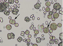 <p>What Crystal Is This? </p>