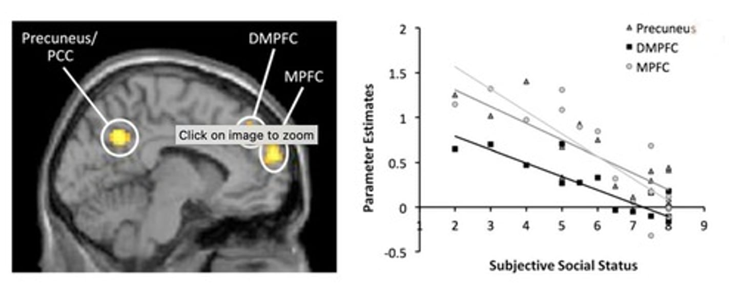 <p>They demonstrated more activity in areas associated with theory of mind and empathy.</p>