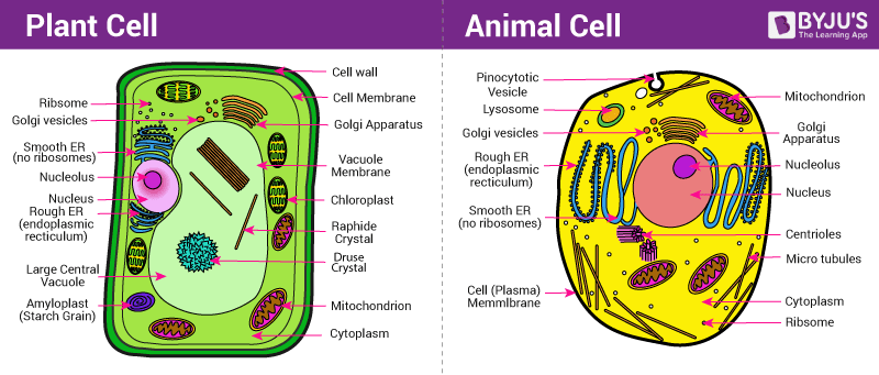 <ul><li><p><strong>Differences</strong></p><ul><li><p>Plant cells have a cell wall, chloroplasts, and a <strong>large central </strong>vacuole.</p></li><li><p>Animal cells have lysosomes, lots of small vacuoles and none of those above because <span>animals get sugar from the food they eat, they do not need chloroplasts: just mitochondria, and don’t need to absorb water form soil.</span></p></li><li><p>fixed shape in plant cells whilst round irregular shape in animal cells (lacks rigidity).</p></li><li><p>sizes:</p></li></ul></li></ul>