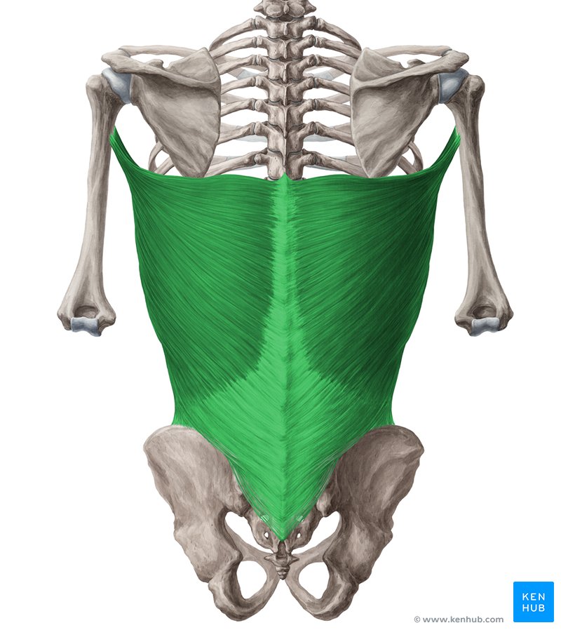 <p>Origin: Posterior crest of ilium; T7-S3 spinous processes; Ribs 10-12 Insertion: Medial intertubercular groove (humerus) Actions: Internally rotates arm</p>