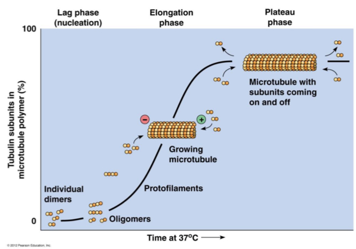 <ol><li><p>Lag: Nucleation process is slow</p></li><li><p>Elongation = very fast</p></li><li><p>Plateau = slow down: Amount of available tubulin is low. Rate as assembly = disassembly</p></li></ol><p></p>