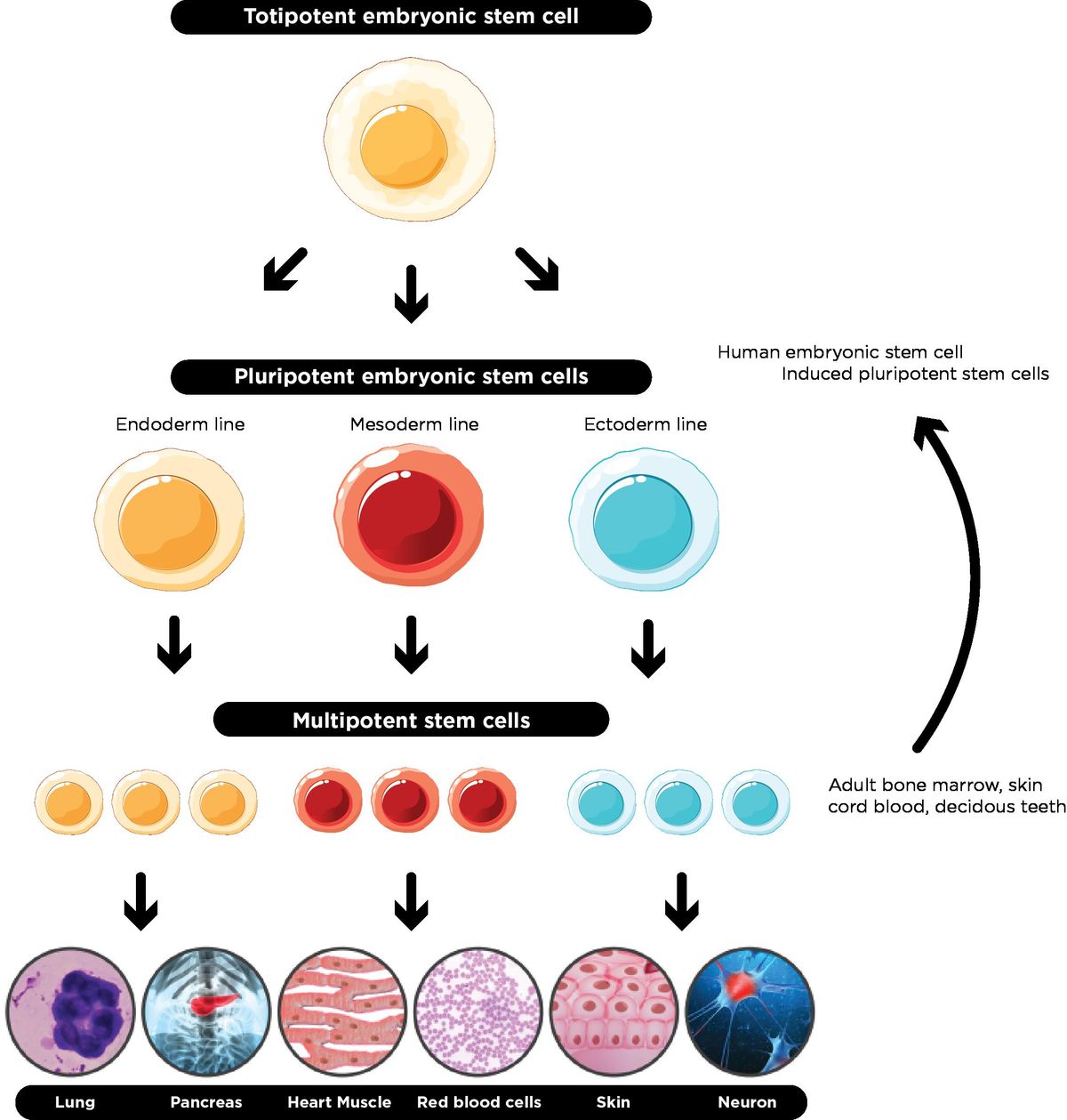 <ul><li><p><span style="background-color: transparent;"><span>The cell knows which derm it's apart of (mesoderm, endoderm, or ectoderm), but not which organ it’s a part of.</span></span></p></li><li><p><span style="background-color: transparent;"><span>The most differentiated a cell can be without being designated to a specific organ</span></span></p></li></ul><p></p>