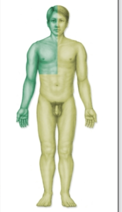<p>What ducts is the light green area?</p>