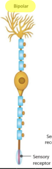 <ul><li><p>one axon and one dendrite extending from cell body</p></li><li><p>structure occurs in eye, ear and nose</p></li></ul>