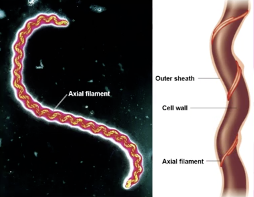 <ul><li><p>utilized by spirochetes for movement</p></li><li><p>bundles of fibrils at the ends of the cell beneath an outer sheath</p></li><li><p>Not all spiral-shaped bacteria are spirochetes, but all spirochetes are spiral-shaped bacteria</p></li></ul><p></p>