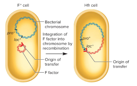 <p>Strains of E.coli discovered by Cavalli-Sforza that were very efficient at transferring chromosomal genes. This stands for “high frequency of recombination”.</p><p>They were derived from F+ strains in that they occurred when an F factor integrated into the actual bacterial chromosome.</p>
