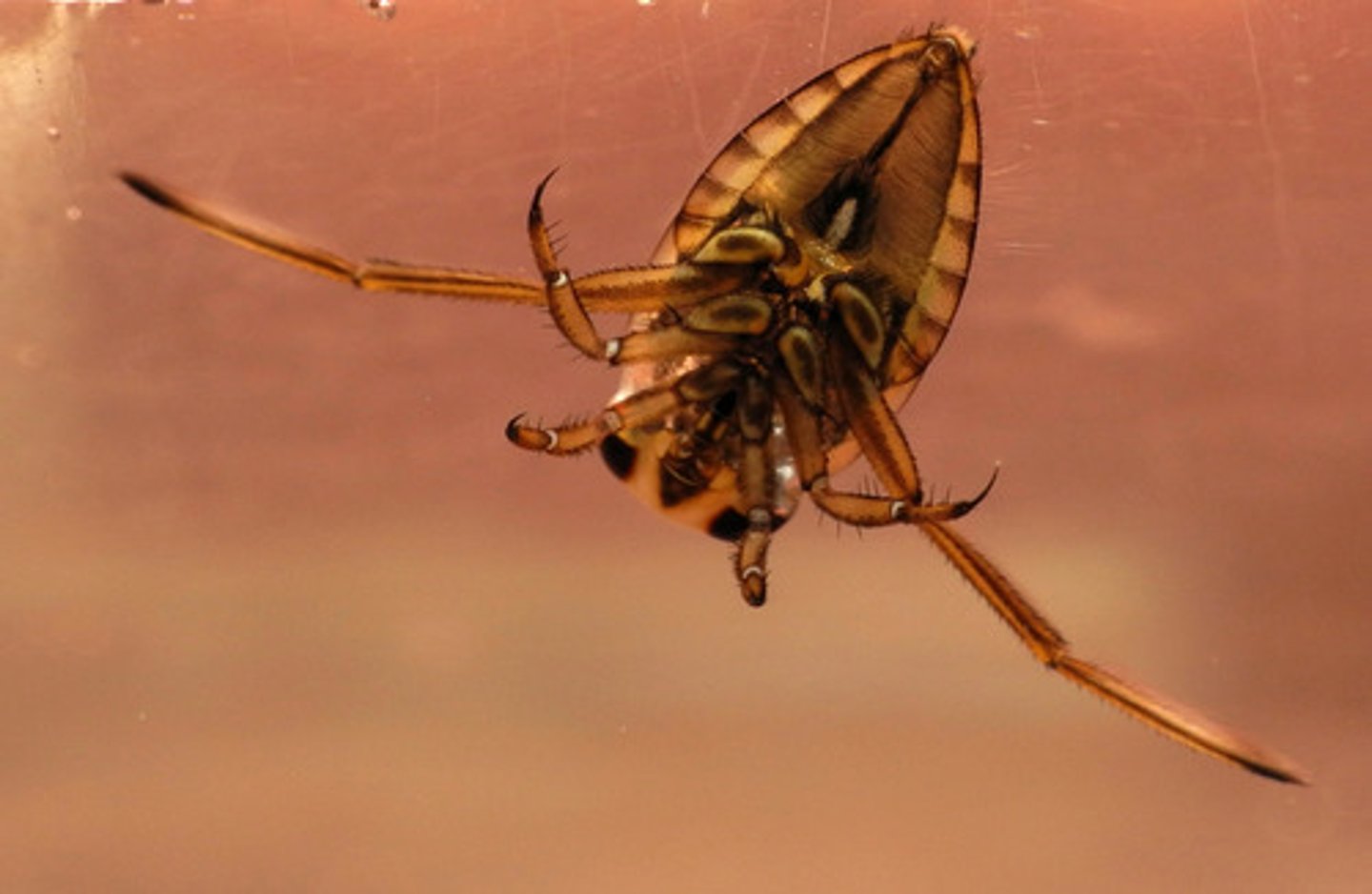 <p>Aquatic bugs that often swim upside-down. When resting at the surface, body is typically tilted with the head downward.</p><p>front legs not scoop-like (unlike in Corixidae)</p><p>dorsum convex</p><p>wings clear, tips without veins</p><p>eyes typically separated by less than the width of one eye</p>