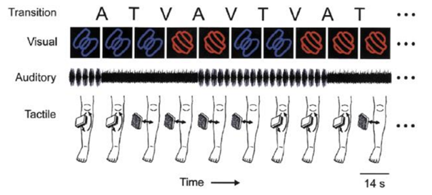 -on s'intéresse aux modalités visuelle, auditive et tactile
-on présente au sujet une stimulation visuelle avec 2 types d'objets. Il y a donc une stimulation visuelle continue avec un changement dans la modalité visuelle à plusieurs endroits
-on présente en même temps une stimulation auditive : croissement d'une grenouille puis l'eau qui coule en alternant les deux. On a une stimulation auditive continue avec un changement dans la modalité auditive à plusieurs endroits
-puis on présente en même temps un stimulus tactile : soit on frotte la jambe soit on la tapote. On a une stimulation tactile continue avec un changement de modalité à plusieurs endroits
=> les régions unimodales sont sensibles à la survenue d'un changement de la modalité spécifique qu'elles traitent. Les régions multimodales sont sensibles à tout changement