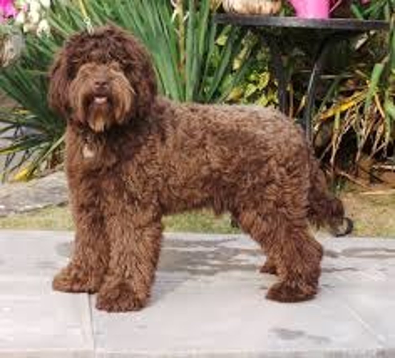 <p>A hybrid dog breed, a mix of Labrador Retriever and Poodle.</p>