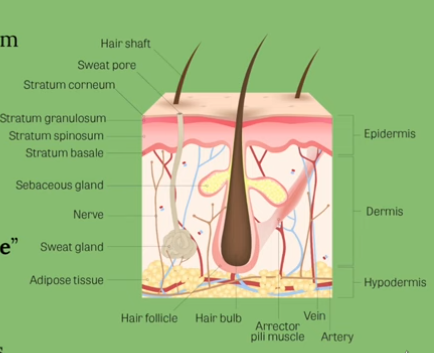 <p>Epidermis (epi-on top, dermis-skin)</p>