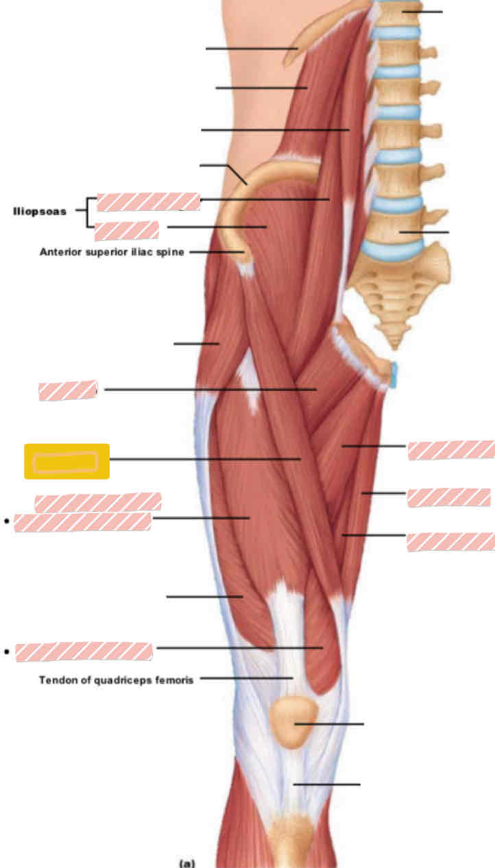 <p>Anterior leg (above knee)</p>